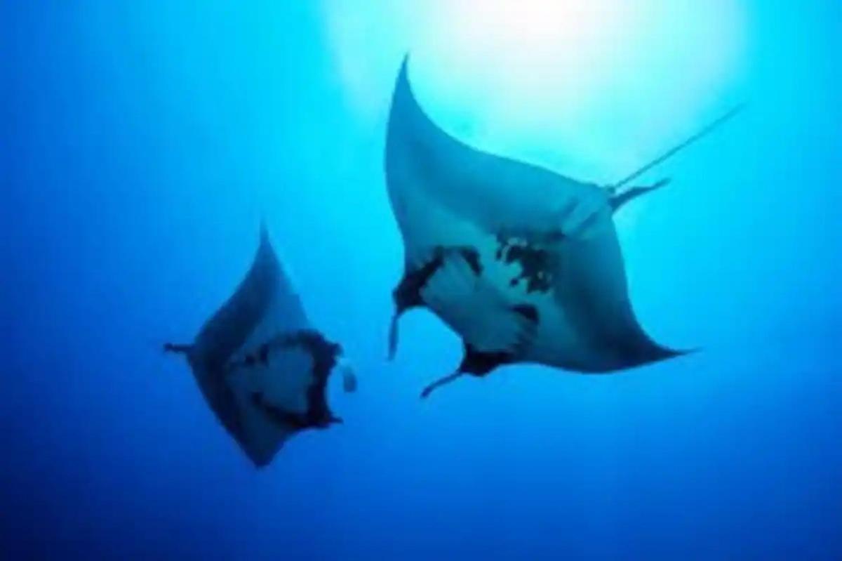 White Sandy Beach-Best Manta Snorkeling Tethi المظهر الخارجي الصورة